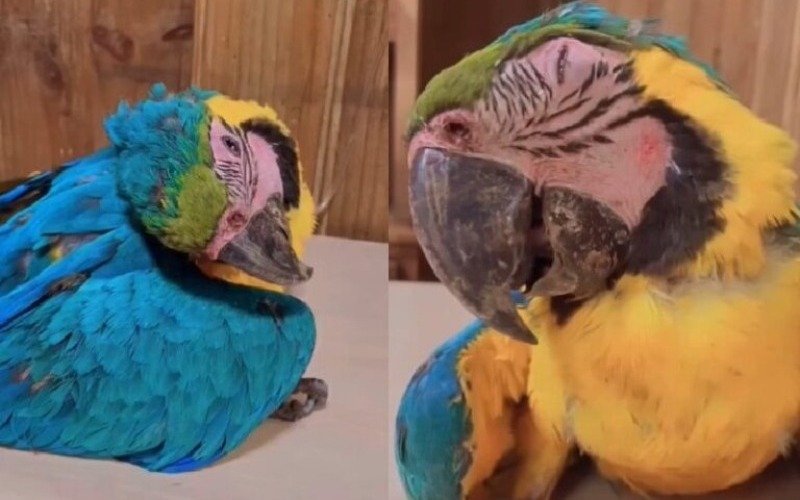 MP anuncia investigación sobre canchas de pádel tras muerte de guacamaya