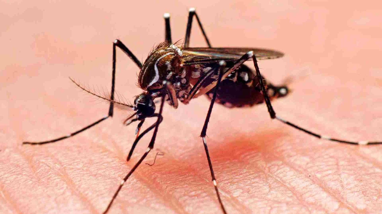 Infectólogo Jaime Torres dice que el virus oropuche se encontraría en Venezuela
