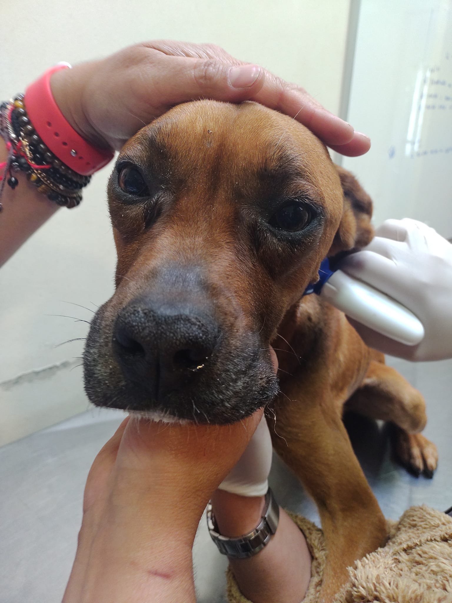 Rescatan a dos perros en cautiverio en San Felix.