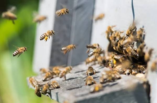Un muerto más de 30 heridos dejan ataques de abejas en el país