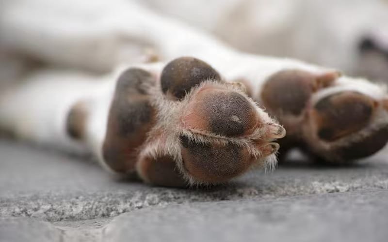 Detienen a un hombre por matar a la mascota de su vecina
