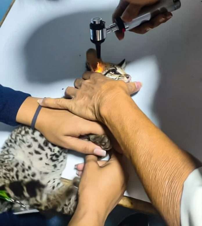 Efectivos militares rescatan a cunaguaro bebé en Urica