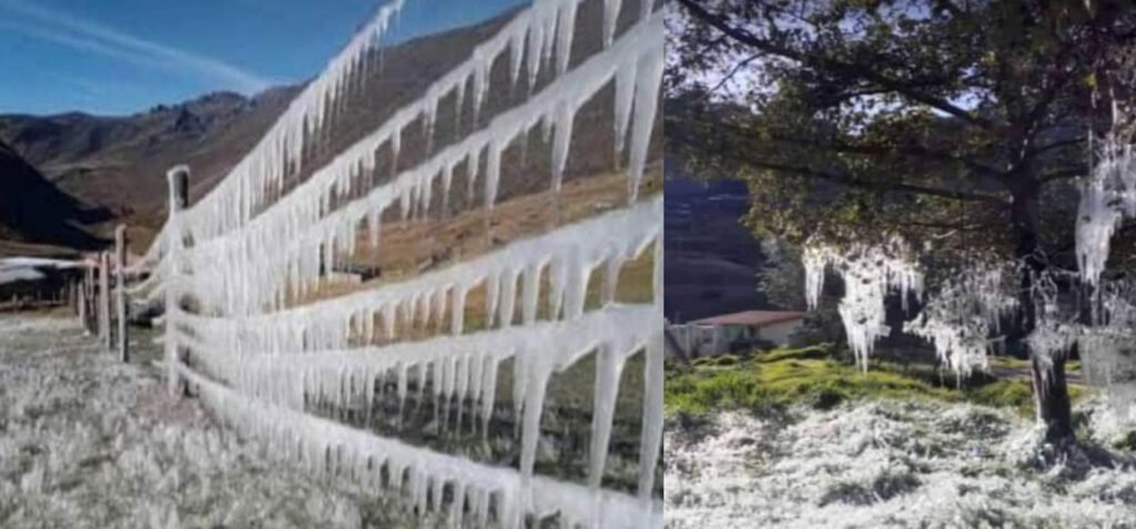 Bajas temperaturas congelan cultivos en Mérida
