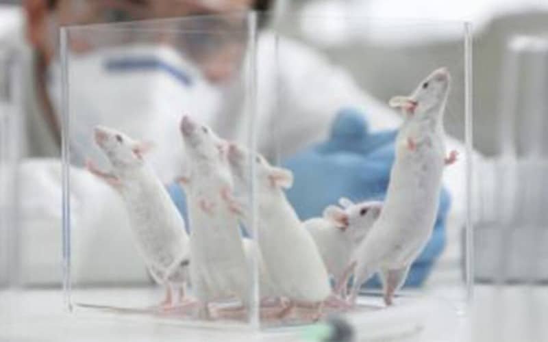 Prueban en ratones un compuesto químico que reduce la metástasis en cáncer de mama