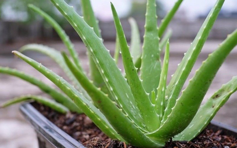 Por qué recomiendan tener una planta de aloe vera en casa