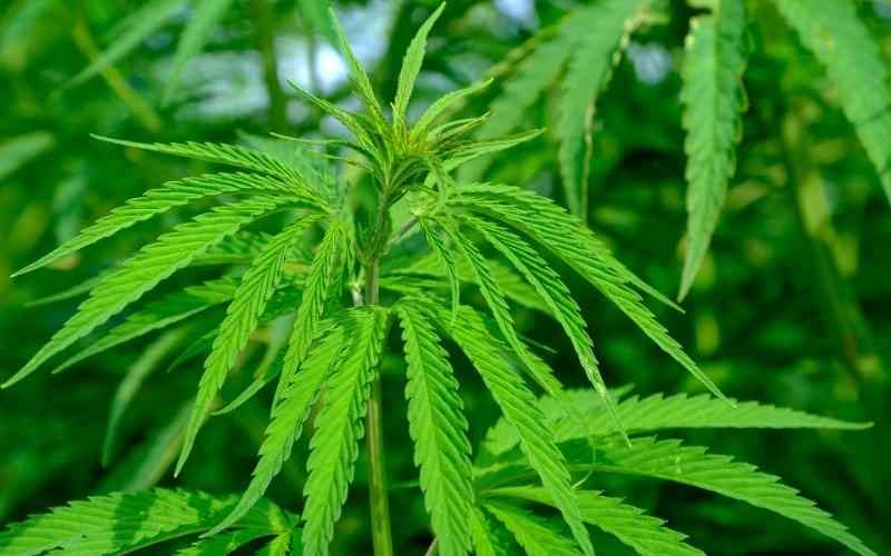 Costa Rica presenta reglamento para comercializar productos medicinales a base de cannabis
