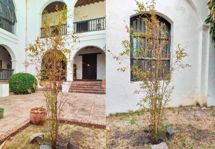Florece en Ciudad Bolívar un nieto del granado de la Casa Natal del Libertador