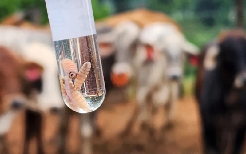 Honduras confirma el primer caso en el país de gusano barrenador en humanos