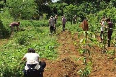 Bolívar apuesta a las semillas sin transgénicos