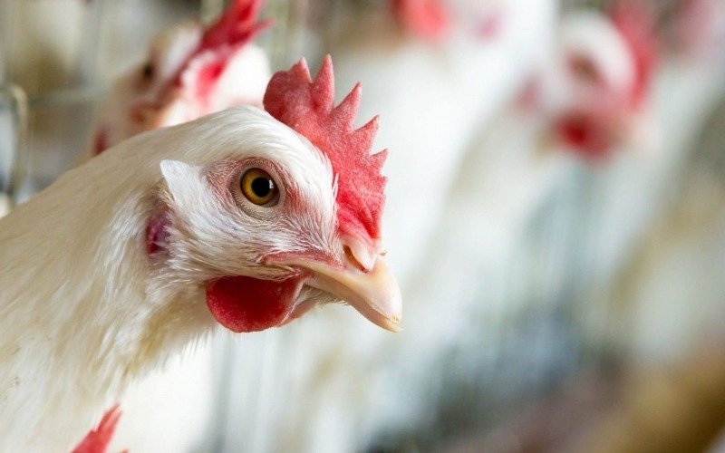 Nueva York ordena el cierre de mercado de aves vivas por varios casos de gripe aviar