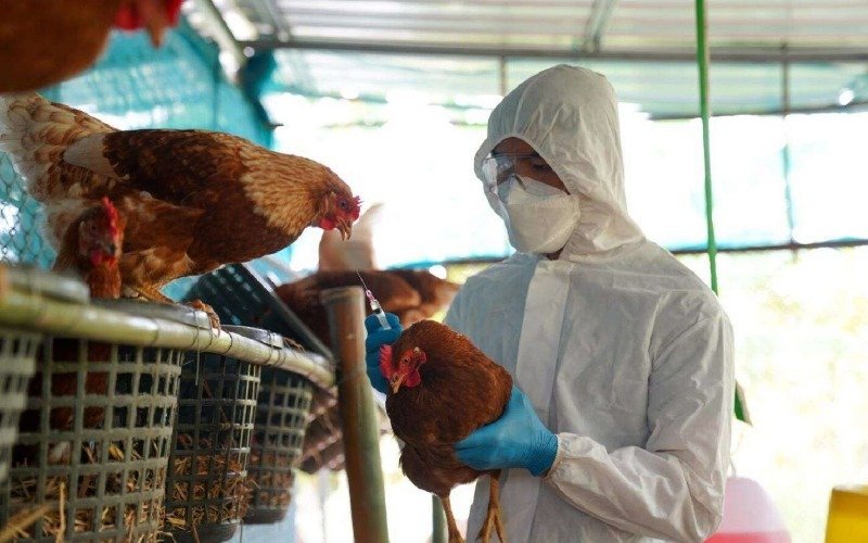 Paraguay evalúa el riesgo epidemiológico por casos de gripe aviar en el norte de Argentina