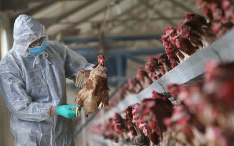 FAO recomienda medidas por reaparición de influenza aviar en América Latina y el Caribe