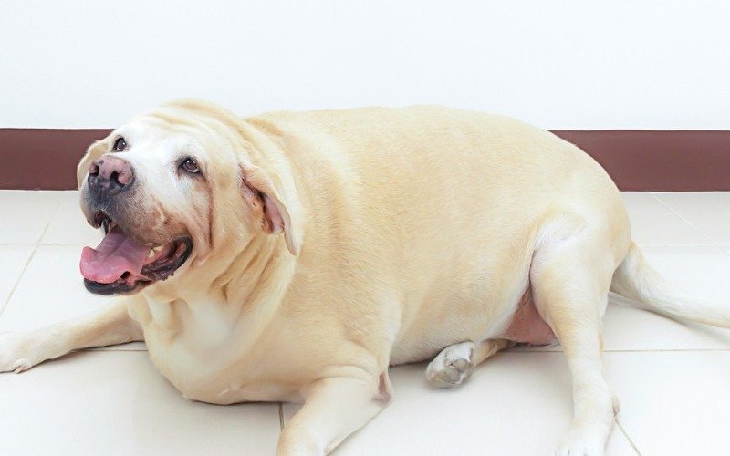 Identifican genes que hacen que humanos y perros labradores sean propensos a la obesidad
