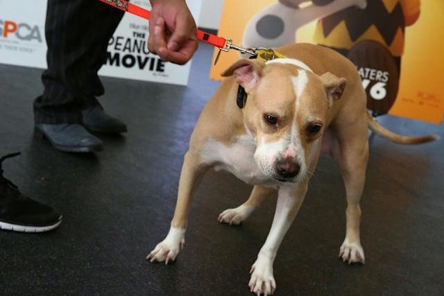 Perro dispara accidentalmente a su dueño