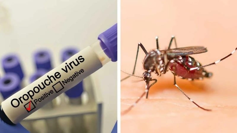 Conozca sobre el virus que se registra actualmente en Venezuela (Oropouche)