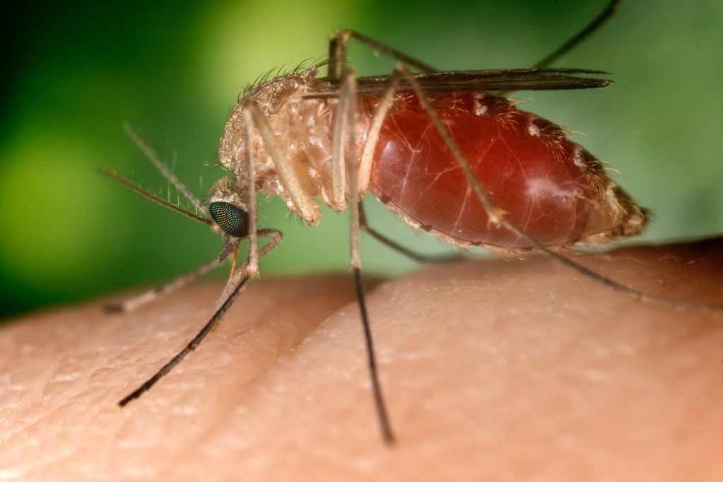 Detectan cinco casos del ‘virus Oropouche’ en Venezuela