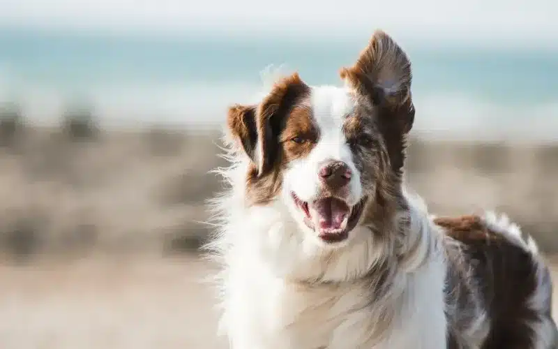 ¿Cómo ven realmente los animales?