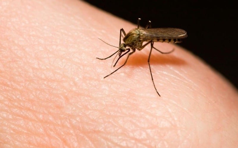 Perú espera eliminar la malaria en el 2030, según autoridades sanitarias
