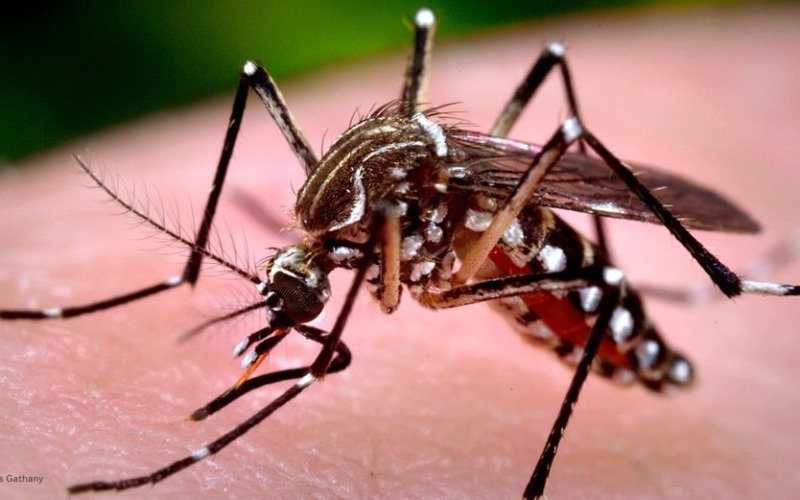 Perú reporta 12 fallecidos por fiebre amarilla en lo que va de año
