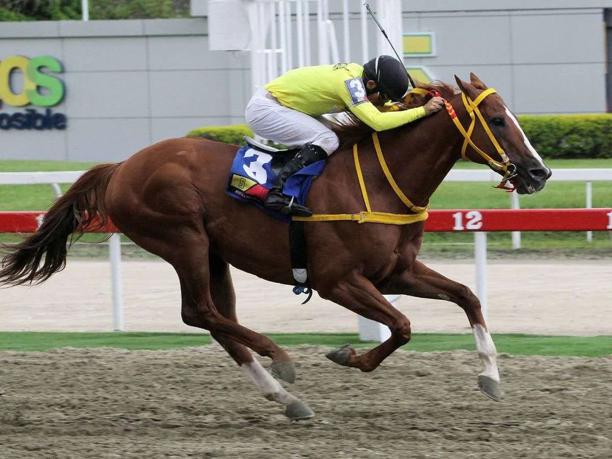 My Titico Mate duplicó en la II Copa Mundo Hipico