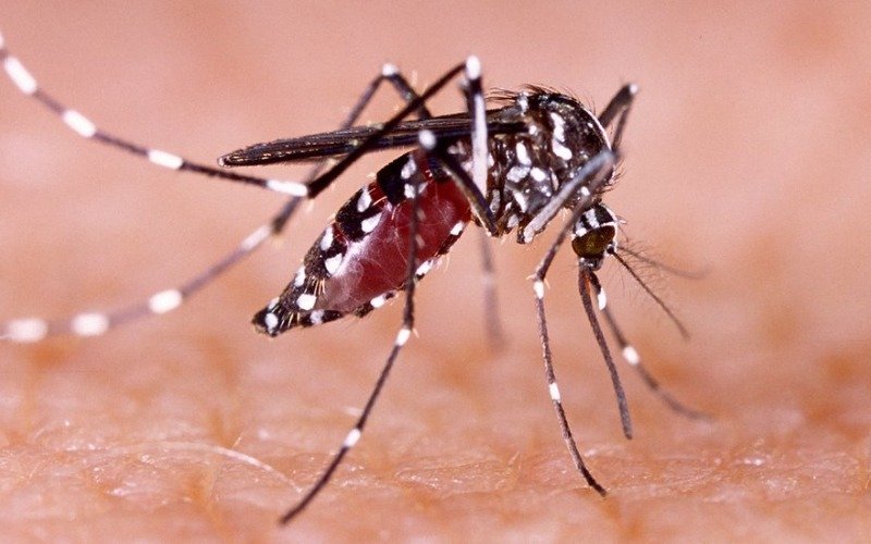 Casos de dengue en Perú descienden un 81 % en comparación con 2024