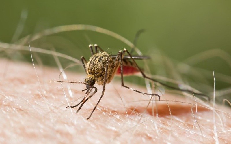 Trinidad Y Tobago reportan casos de malaria