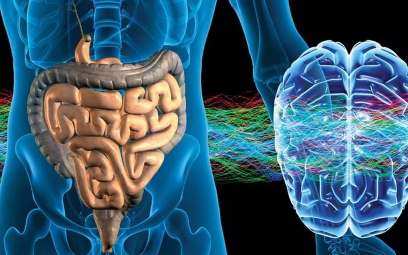 Estudio asocia unas arqueas presentes en el intestino a una mejor función del cerebro