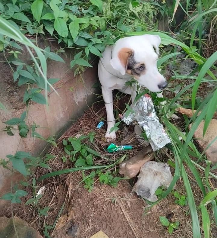 Huellas de Dolor y Abandono: La Lucha Desesperada Contra el Maltrato Animal