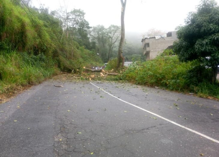 Minero fallece tras ser golpeado por árbol en Los Arenales, Sifontes