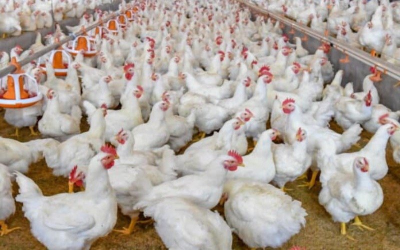 Kosovo prohíbe las importaciones de pollo de Brasil por un brote de gripe aviar