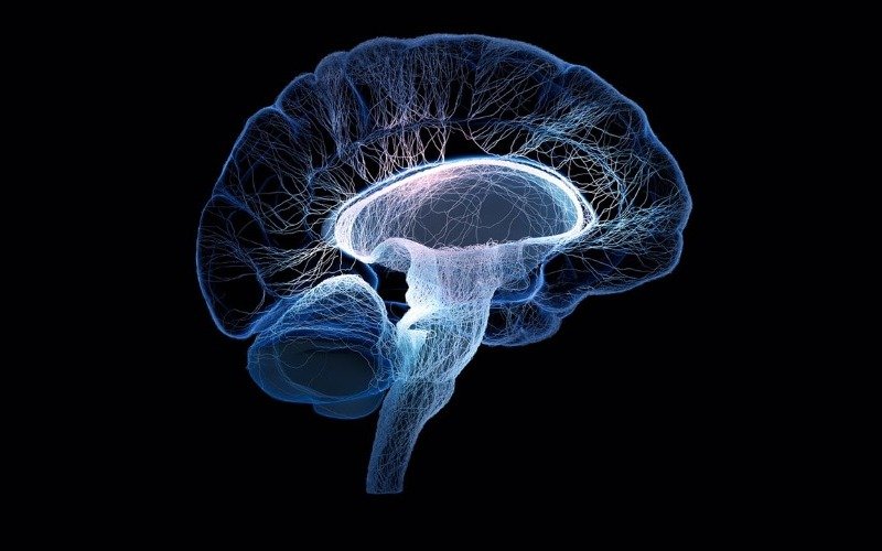 Estudio descubre una nanoterapia con azúcar de plantas contra las enfermedades neurodegenerativas