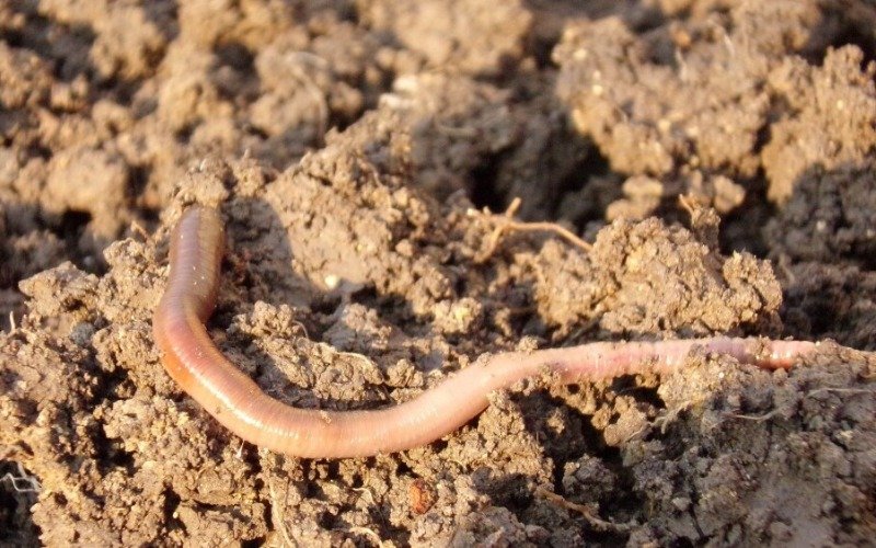 Estudio revela un mecanismo evolutivo de las lombrices de tierra que desafiaría la teoría Darwin