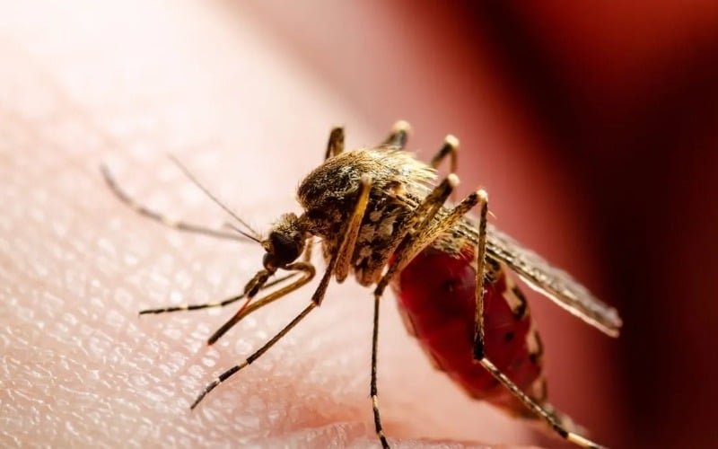 Panamá registró 27 fallecimientos por dengue en el 2025