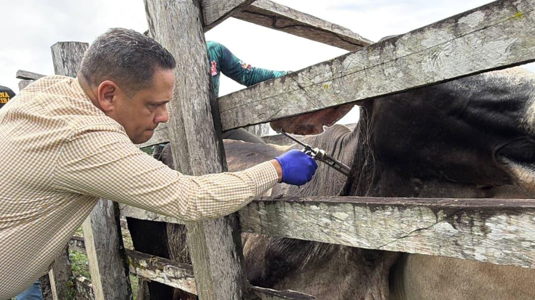 Plan Nacional de Vacunación contra la Fiebre Aftosa se desplegó en la Guayana Esequiba
