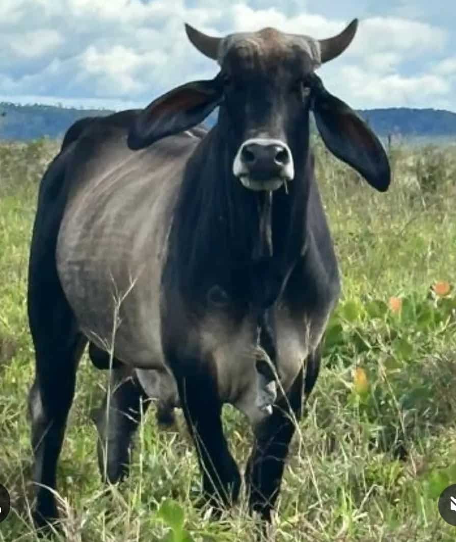 Agropecuaria La Pica Riada, miembro de ASOCRICA, reporta 50 % de rendimiento en canal de vacas Carora